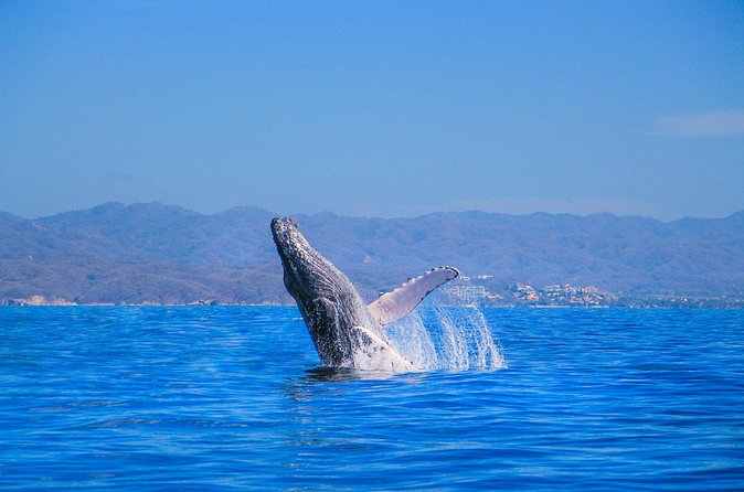 Whale Watching in Puerto Vallarta - How much value do you get for $99?