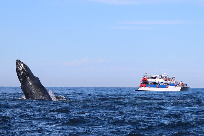 Whale Watching in Puerto Vallarta - Boarding at 8:00 am in Puerto Vallarta