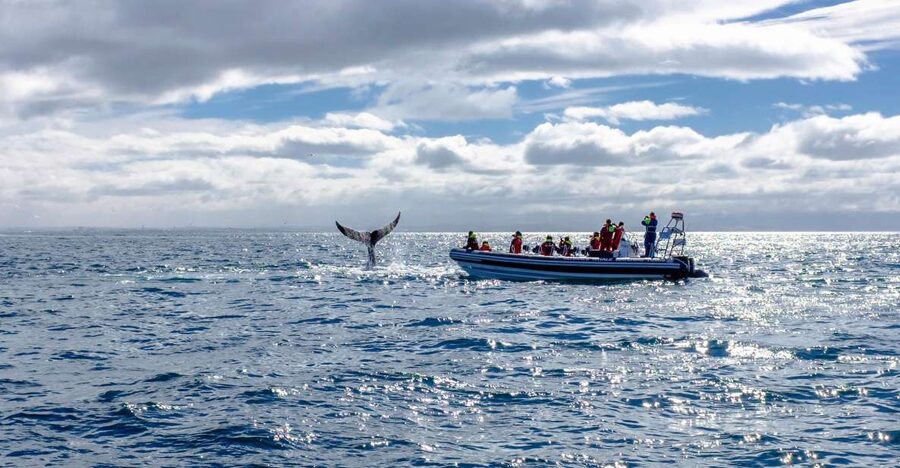 Whale Watching in Reykjavik by Speedboat - Who will enjoy this Reykjavik excursion?