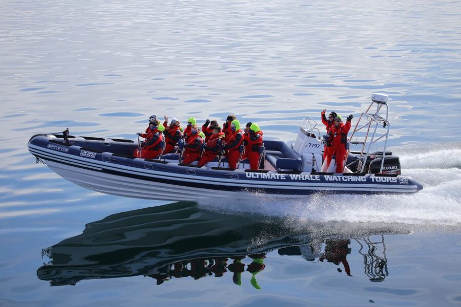 Whale Watching in Reykjavik by Speedboat - Why the small RIB boat changes the experience