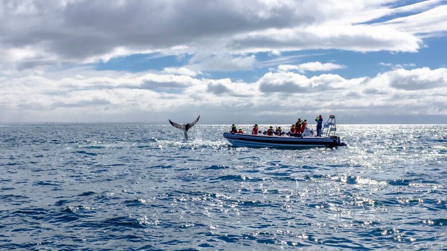 Whale Watching in Reykjavik by Speedboat - The early puffin stop from May through August