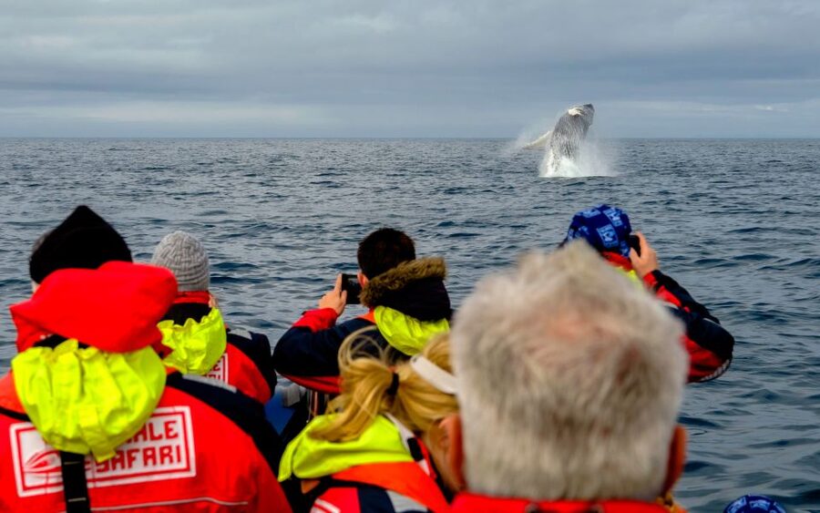 Whale Watching in Reykjavik by Speedboat - The ride back past Sun Voyager and Harpa