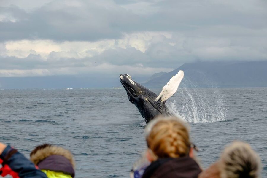 Whale Watching in Reykjavik by Speedboat - Is the $200 price fair?
