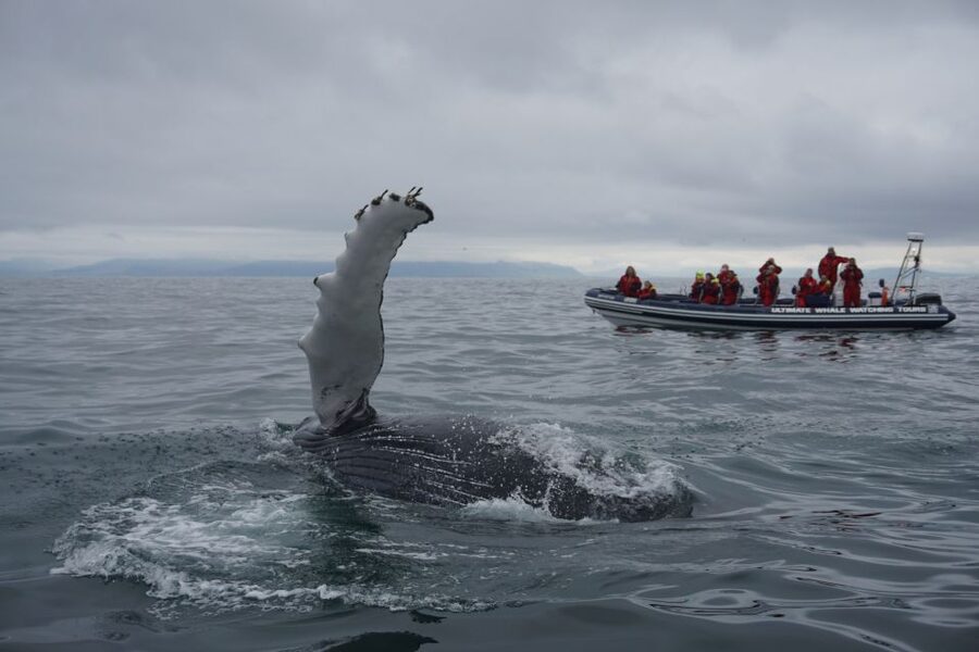 Whale Watching in Reykjavik by Speedboat - Weather, comfort, and what to wear