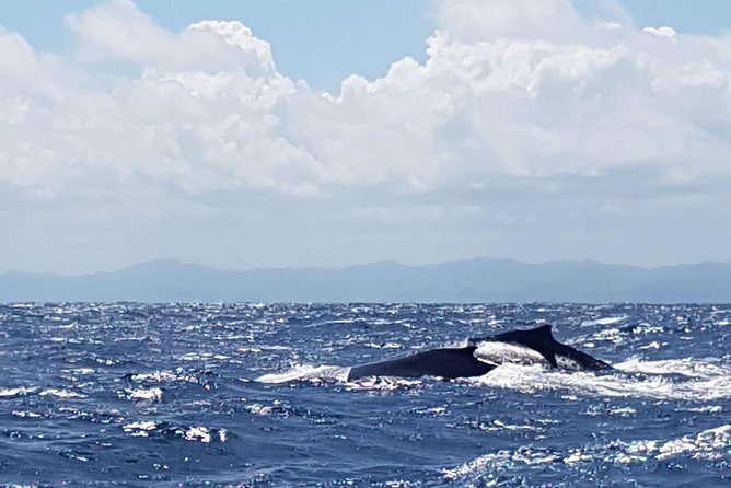 Whale Watching in Samana - Why Samana Bay is worth the long day