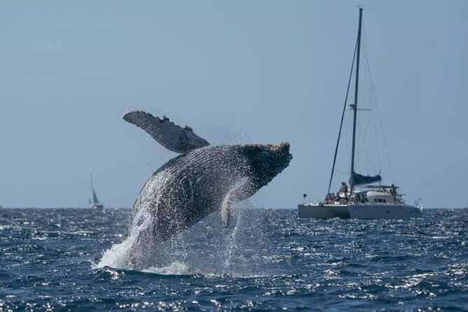 Whale Watching in Samaná Bay + Bacardi Island Beach- Full DayTrip - Key points before you book