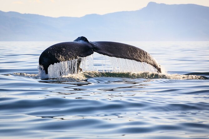 Whale Watching in Samaná Bay + Bacardi Island Beach- Full DayTrip - Whale watching from a wet, open boat