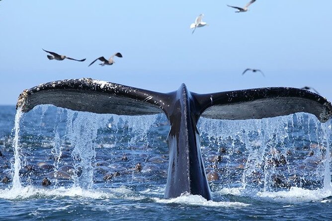 Whale Watching in Samaná Bay + Bacardi Island Beach- Full DayTrip - Cayo Levantado gives the day a second purpose