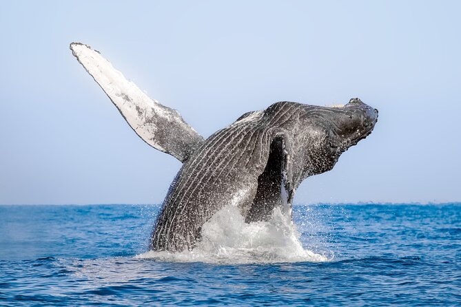 Whale Watching in Samaná Bay + Bacardi Island Beach- Full DayTrip - What lunch includes, and what it does not