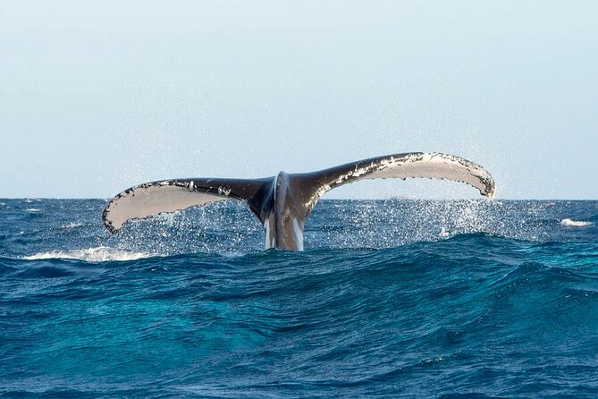 Whale Watching in Samaná Bay + Bacardi Island Beach- Full DayTrip - Is $169 a fair price?