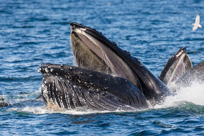 Whale Watching in Samaná Bay + Bacardi Island Beach- Full DayTrip - Who will enjoy this day most