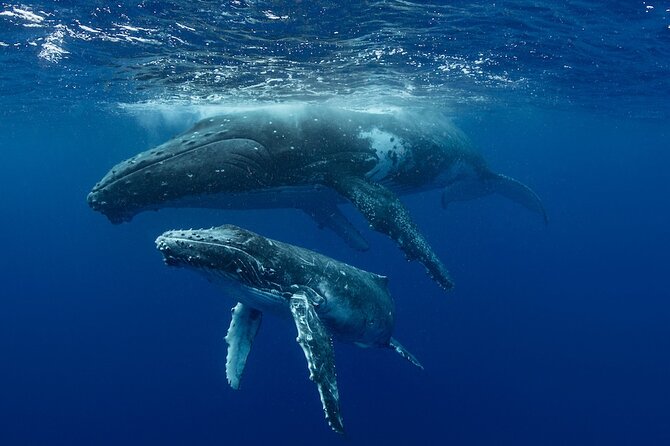 Whale Watching in Samaná Bay + Bacardi Island Beach- Full DayTrip - Language, weather, and cancellation details