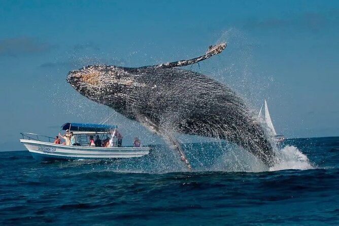 Whale Watching in Samaná Bay + Bacardi Island Beach- Full DayTrip - Leaving Las Cañitas at 6:00 a.m.