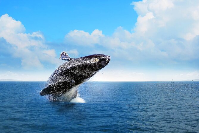 Whale Watching in Samana Bay from Las Terrenas - Key points to know before booking