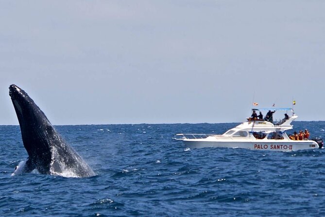 Whale Watching in Samana Bay from Las Terrenas - Cayo Levantado brings a change of pace