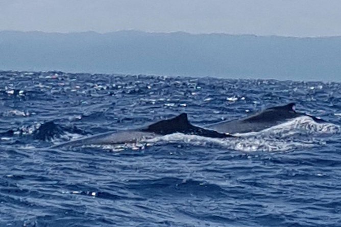 Whale Watching in Samana - On the water in Samana Bay