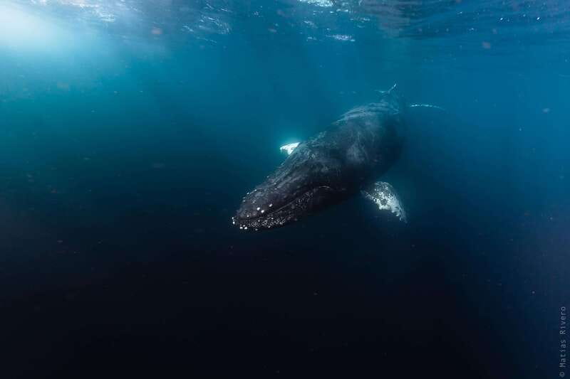 Whale Watching in San Jose del Cabo - Key points at a glance
