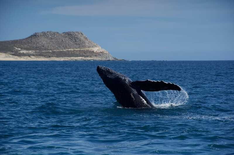 Whale Watching in San Jose del Cabo - What you might see around San Jose del Cabo