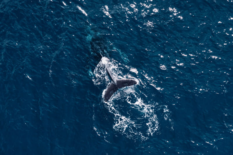 Whale Watching in San Jose del Cabo - Why the wildlife rules matter