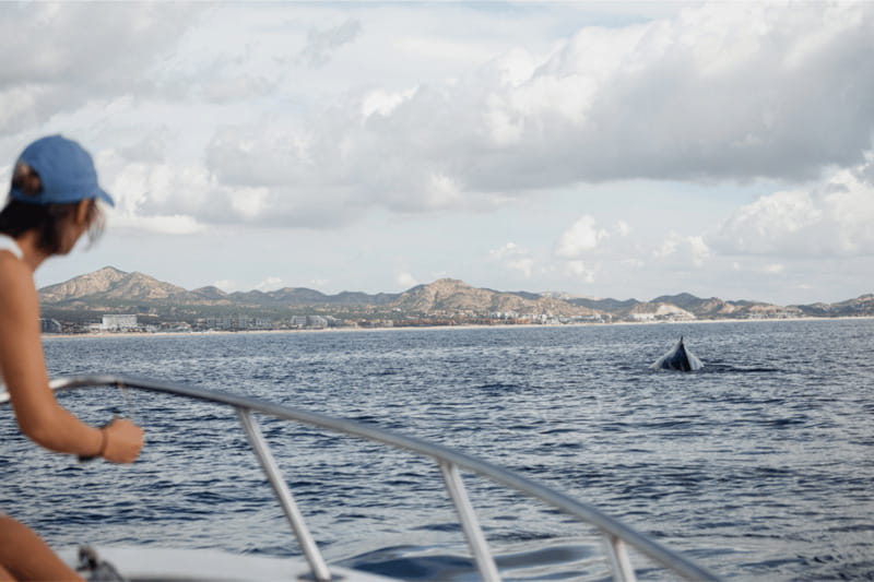 Whale Watching in San Jose del Cabo - Should you book Dip Expeditions?