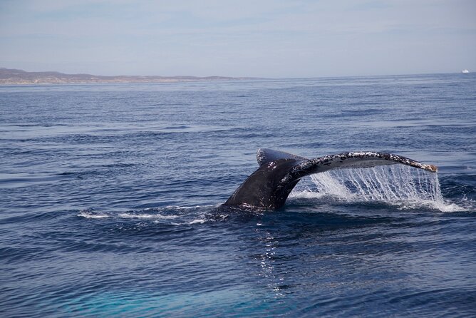 Whale Watching in San Jose del Cabo - Who should book this San Jose del Cabo outing