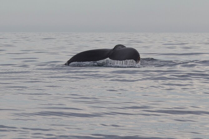 Whale Watching in San Jose del Cabo - Cancellation and weather details
