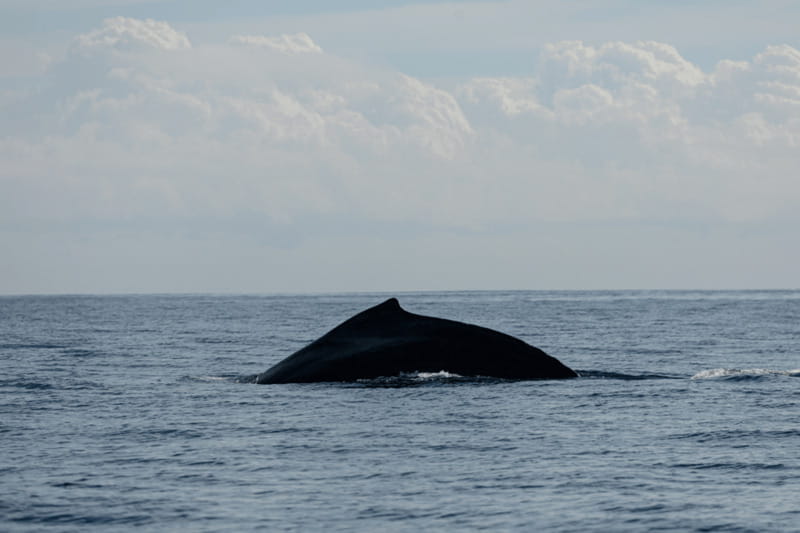Whale Watching in San Jose del Cabo - Why the guides matter on a wildlife trip