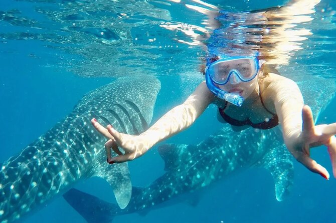 Whale Watching in Sumilon Island with Ocean View Resort and Lunch - Swimming near Oslob’s whale sharks