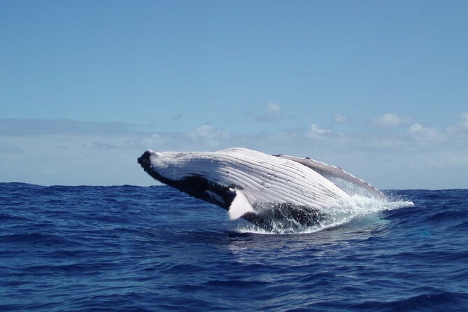 Whale watching in the calm of the peninsula with Tātahi tours - Key Points Before You Book