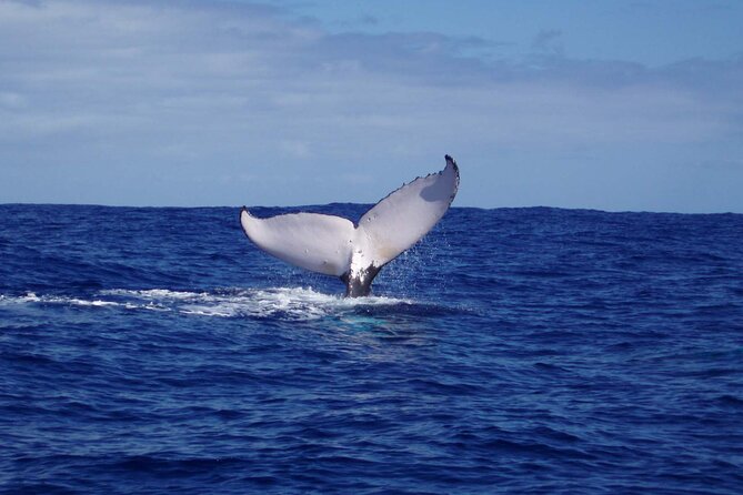 Whale watching in the calm of the peninsula with Tātahi tours - Setting Out From Toahotu Toward Teahupoo