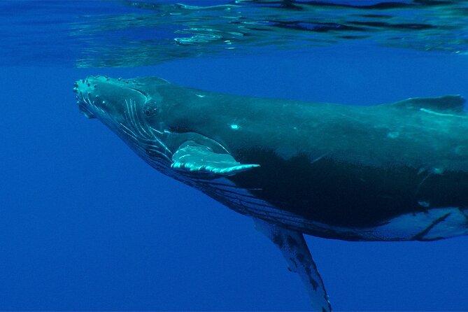 Whale watching in the calm of the peninsula with Tātahi tours - Hearing Whales Through the Hydrophone