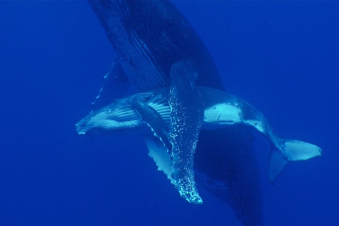Whale watching in the calm of the peninsula with Tātahi tours - Entering the Water After the Briefing