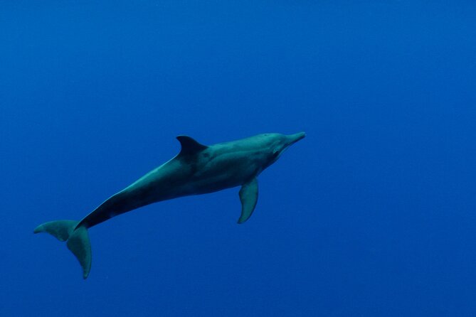 Whale watching in the calm of the peninsula with Tātahi tours - Snacks, Fruit, and Four Hours on the Water