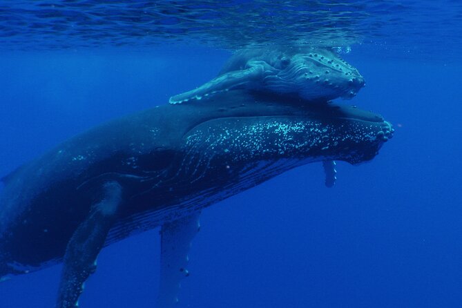 Whale watching in the calm of the peninsula with Tātahi tours - Is the $193.13 Price Good Value?