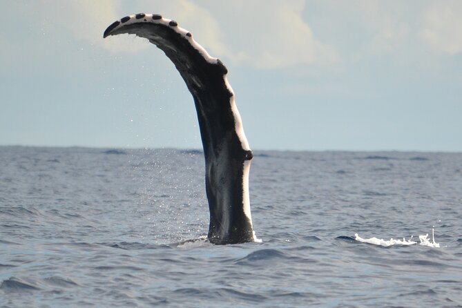 Whale watching in the calm of the peninsula with Tātahi tours - Teahupoo From the Water