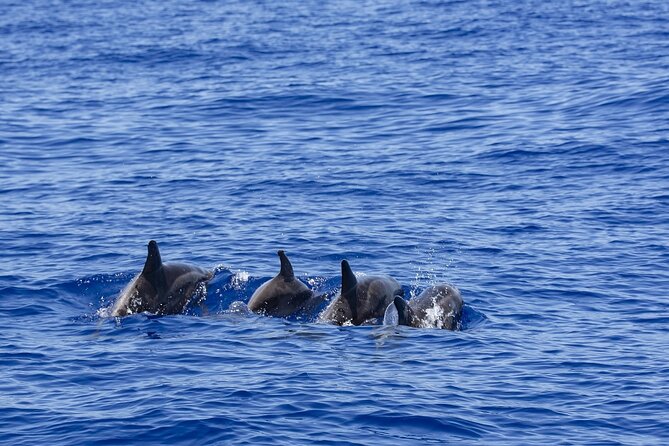 Whale Watching in Trincomalee by Catamaran cruise - Setting out from Dutch Bay at 6:30 AM