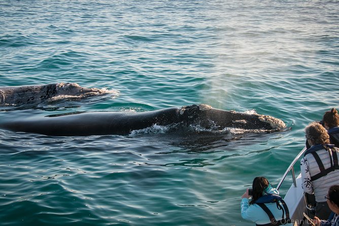 Whale Watching Knysna - Close Encounter Experience Ocean Odyssey - Starting at Thesen Island in Knysna