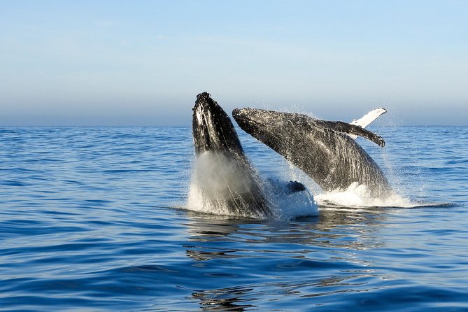 Whale Watching Knysna - Close Encounter Experience Ocean Odyssey - What the commentary adds