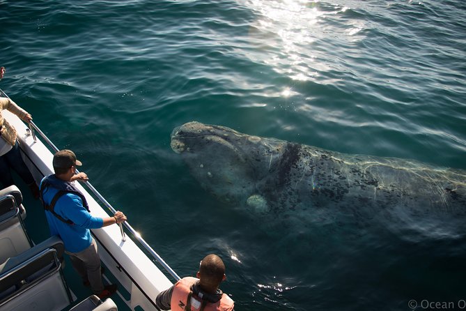 Whale Watching Knysna - Close Encounter Experience Ocean Odyssey - Who should book this boat trip?