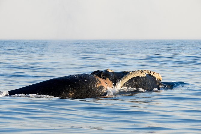 Whale Watching Knysna - Close Encounter Experience Ocean Odyssey - Booking, weather, and cancellation details