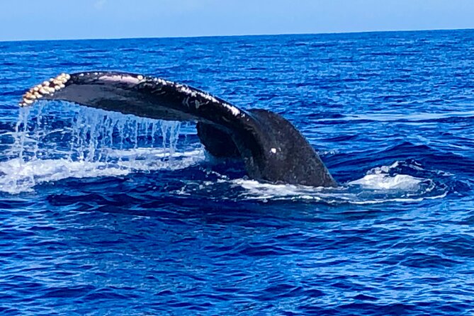 Whale Watching & Late Breakfast Cruise in Honolulu - Crew service and the feel of the outing