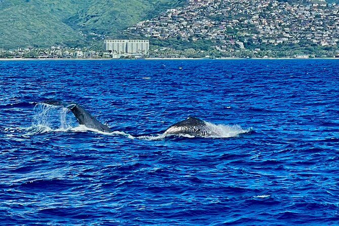 Whale Watching & Late Breakfast Cruise in Honolulu - Value, cancellations, and the practical risks
