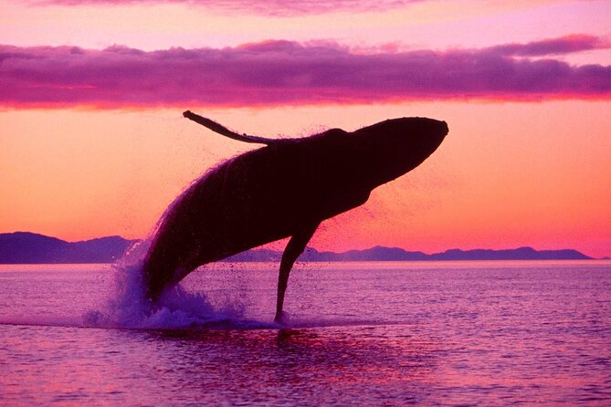 Whale Watching & Limón Waterfall Day Trip - Ten hours of transport changes the value equation