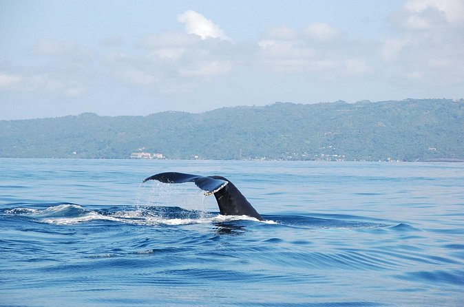 Whale Watching & Limón Waterfall Day Trip - What the whale stop can and cannot promise