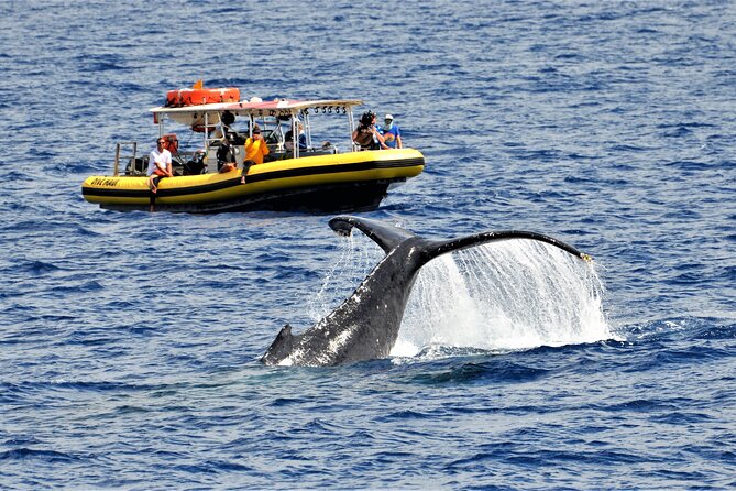 Whale Watching Maui: 2-Hour Small Group Raft Tour from Lahaina - At a glance