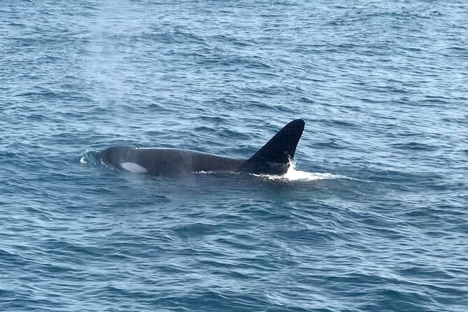 Whale Watching Mirissa Ultimate Tour in Sri Lanka with Breakfast - Searching for blue whales in open water