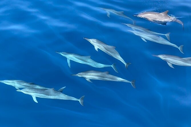 Whale Watching Mirissa Ultimate Tour in Sri Lanka with Breakfast - The 40-passenger limit and comfort question