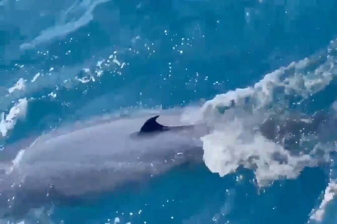 Whale Watching Mirissa Ultimate Tour in Sri Lanka with Breakfast - Is $44 a fair price?