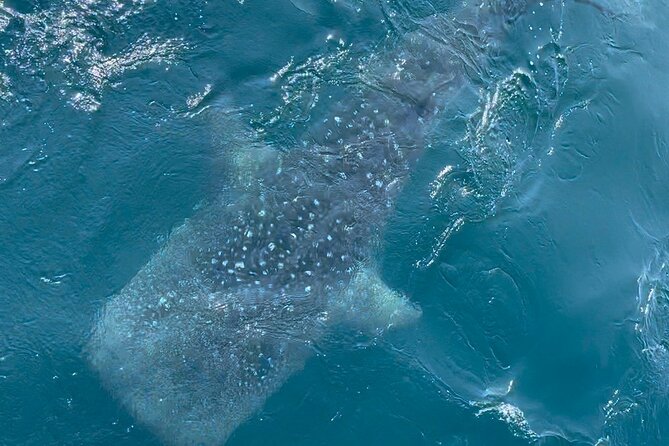 Whale Watching Mirissa Ultimate Tour in Sri Lanka with Breakfast - Who will enjoy this morning at sea