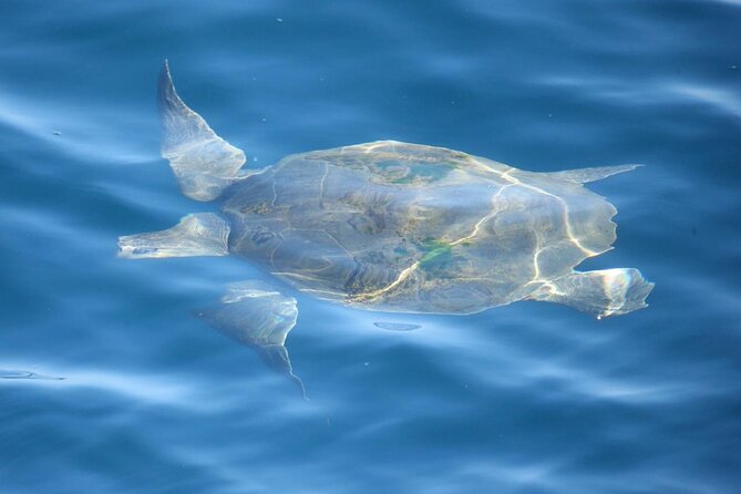 Whale Watching Mirissa with ( WWC ) - Key points at a glance
